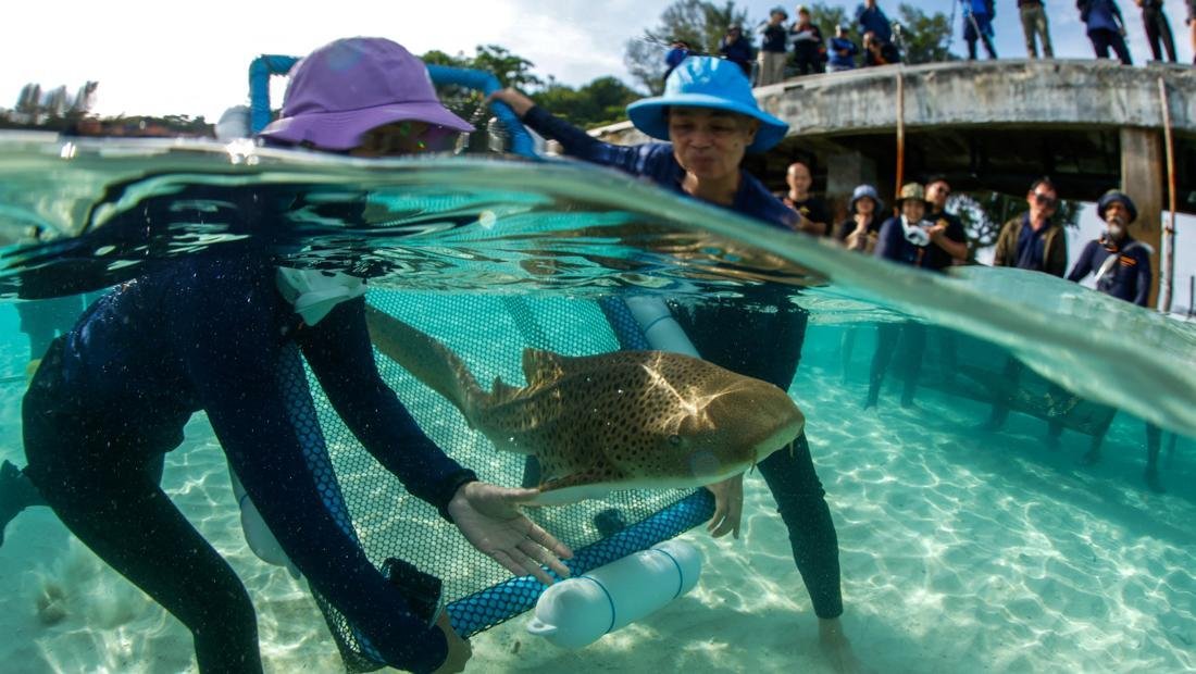 Thailand Gencarkan Konservasi: Ratusan Hiu Macan Tutul Muda Dilepas di Perairan Maiton untuk Pemulihan Populasi