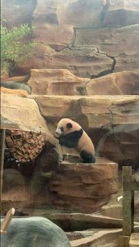 Rio, Bayi Panda Pertama di Indonesia, Memukau Publik dalam Debut Perdana di Taman Safari Indonesia